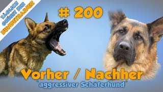 Training mit Aggressivem Schäferhund  Der absolute Vorher  Nachher Vergleich✅  TGH 200 [upl. by Yrrad]