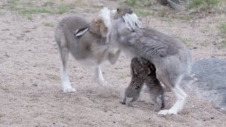 Amazing Breastfeeding Hare Mom Fights Male [upl. by Floro]