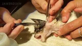 Satisfying Botfly Larvae Removal From Animals [upl. by Hurwit]