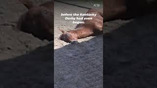 The Horse Death Toll at Churchill Downs shortsyoutube [upl. by Maire573]