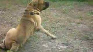 MASTIFF is a TURKISH DOG RACE and IT IS NOT ENGLISH [upl. by Acilegna]