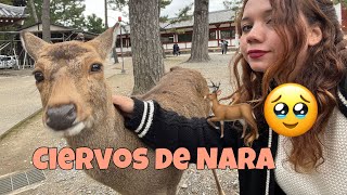 Este Lugar nos puso TRISTES 💔 Conociendo la CIUDAD de los CIERVOS 🇯🇵🦌 [upl. by Jacobo]