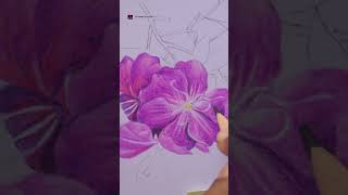 Tibouchina flower drawing colourpencil princessflower melastoma flowerdrawing art [upl. by Enaek]