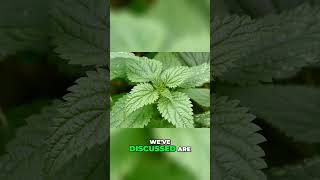 Stinging Nettle  Health Benefits Revealed [upl. by Gnouhc29]