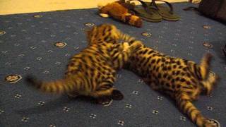 Lory Park Zoo rare Black Footed Cat kittens interact with new red bell toy [upl. by Gunilla]