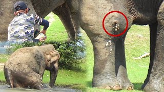 Huge angry Bull suffering with painful ABSCESS  gets treated by brave officers [upl. by Lashond]