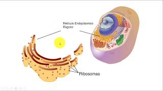 CURSO RAPIDO DE BIOLOGIA CELULAR RIBOSOMA RETÍCULO ENDOPLASMICO [upl. by Llerot]