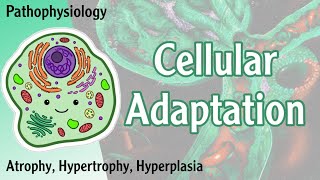 Pathophysiology  Cellular Adaptation  Atrophy Hypertrophy Hyperplasia Hani Laith شرح [upl. by Anigger]