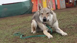 The Czechoslovakian Wolfdog [upl. by Esidnak]