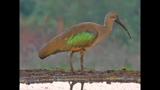 Early morning drink for a Hadeda Ibis at Lentorre [upl. by Lladnyk907]