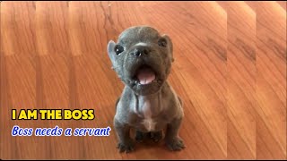 Tiny Frenchie says hes the boss The boss has to be fed by his mom No one just mom  Boo Boo [upl. by Fabron]