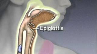 Through the Esophagus The Function of Peristalsis [upl. by Hilbert]