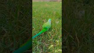 Parrot green family thota metoo tootha Peshawar full video parrot superbparrot [upl. by Stirling75]