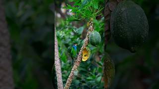 Blue throated barbet bird in Tripura Northeast India🐦bird birdslife birdslifestyle animalshorts [upl. by Wilkison]