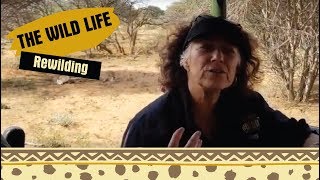 Dr Laurie Marker on Cheetah Rewilding [upl. by Oimetra347]