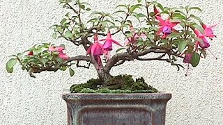 Growing Fuchsia Bonsai [upl. by Salhcin]