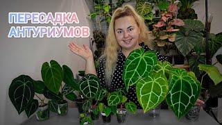 ПЕРЕСАДКА В 6 УТРА😅Как подросли антуриумы за полгода😳Что в верхушками почеренкованных антуриумов😱 [upl. by Simpkins]