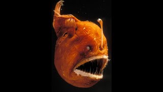 Why the Anglerfish is haunting [upl. by Soisanahta]