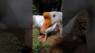 Meet the Embden goose in slowmotion [upl. by Dnalyag]