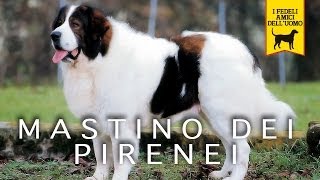 MASTINO DEI PIRENEI trailer documentario [upl. by Arakawa]