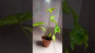 How to propagate Syngonium plant Arrow Head plant in soil 🌱🌱Youtube shorts🍀🍀Israts Garden 🌲🌲 [upl. by Sparke]