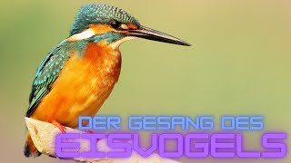 Der natürliche Klang der Natur Eisvogel singen zu deiner Entspannung [upl. by Daron166]