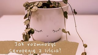 Rozmnażanie Ceropegii z liści 🌿🌿 [upl. by Milty]