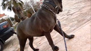 The Neapolitan Mastiff Italian Mastino [upl. by Rapsag]