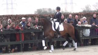 Electron kwpn  Stallion Show Kuypers 2014 [upl. by Labors]