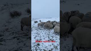 Feeding at 1200ft farming sheep chevoit snow [upl. by Mor]