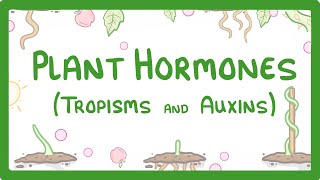 Plant Hormones  Tropisms amp Auxins 52 [upl. by Atnauqahs634]