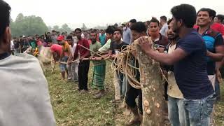 Cow race গরুর কাছি ছেরা প্রতিযোগিতা গরু দাবড়ানিcow গরু cow funny animals bulls india cow2024 [upl. by Sirama]