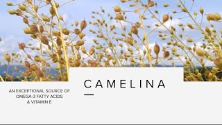 Camelina research  Diverse Field Crops Cluster [upl. by Onivla543]