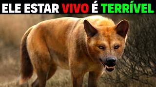 Canídeo MAIS FORTE que felinos ENCONTRADO  Isso NÃO É UM LOBO [upl. by Udela]