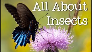 All About Insects for Children Bees Butterflies Ladybugs Ants and Flies for Kids  FreeSchool [upl. by Saixela980]