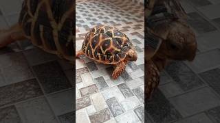 kgf  tortoisetortoiseshelltortapetspetpetloverpetloverstartu song kgfchapter2 musicrrr [upl. by Chi]