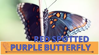 Incredible Unknown Facts About RED SPOTTED PURPLE BUTTERFLY Limenitis arthemis 🦋 [upl. by Matless]