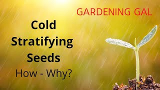 Cold Stratifying Seeds How and Why [upl. by Cataldo36]