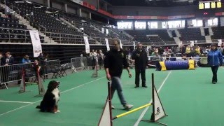 Bernese Sennenhund in Agility competition quotRoyal Canin pavasaris 2016quot Lithuania A0 Large Clean run [upl. by Fortunato]