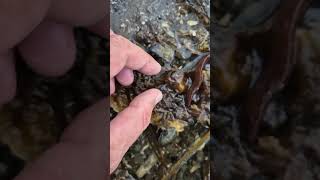 Helping a wee Butterfish back under cover before the gulls spot it County Clare Ireland [upl. by Nelleus]