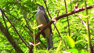 Trinca Ferro Canto Boiadeiro Paranaense  Gravado na Natureza HD ✔ [upl. by Ahsa90]