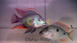 Otopharynx tetrastigma  Coverlens Cichlids  Bandung [upl. by Philly]