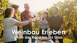 Weinbau Erleben  von der Rebe bis ins Glas  Weingut Ott aus Hohenhaslach  Doku [upl. by Fionna]