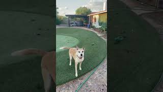 Pajama snapping at turtles our Shibu Inu mix tries to catch his turtle toy  funny dogs videos [upl. by Eleonore36]