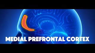 Medial Prefrontal Cortex [upl. by Aryamo702]