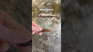 Perfect Belemnite fossils from the lake [upl. by Wilone]