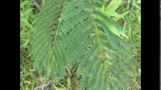 Sleep Movements of Albizia julibrissin Leaves ネムノキの葉が夜に閉じる就眠運動 [upl. by Lonyer]