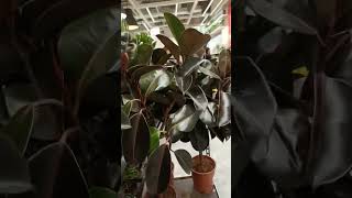 Vlog 1067 Shiny Leaves Of Rubber Plant [upl. by Arhat]