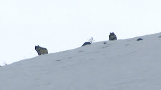 Elusive Wolves Sighted On Mountain Top  Expedition Wolf  BBC Earth [upl. by Grimona]