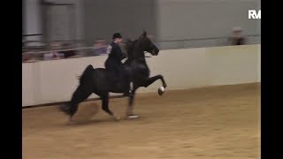 Pro Am FiveGaited American Saddlebred [upl. by Annoirb]